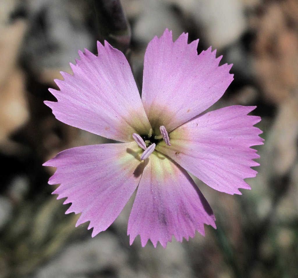 Dianthus sylvestris